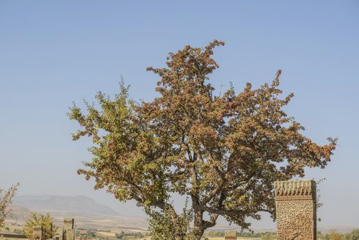 seljuk turk cemetery in ahlat, bitlis