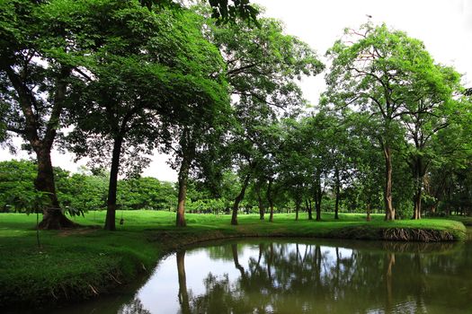 Green tree in the park