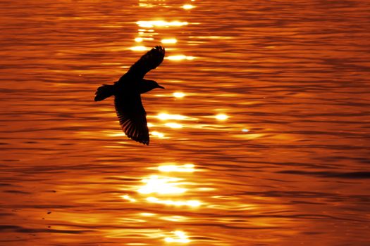 Silhouette of flying seagull at sunset