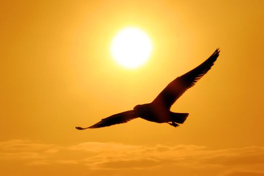 Seagull Flying Into the Sunset 