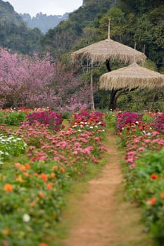 View of doi angkhang Mountain, Chiang Mai, Thailand