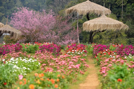 View of doi angkhang Mountain, Chiang Mai, Thailand