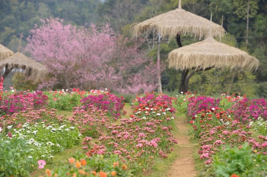 View of doi angkhang Mountain, Chiang Mai, Thailand