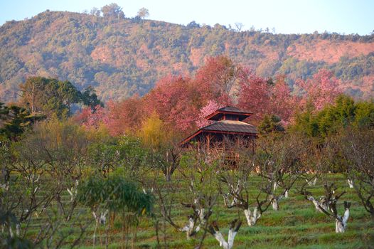 Wild Himalayan Cherry (Prunus cerasoides) in Khun Wang, Doi Inthanon, Chiangmai
