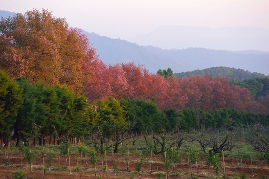 Wild Himalayan Cherry (Prunus cerasoides) in Khun Wang, Doi Inthanon, Chiangmai