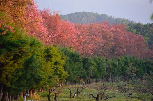 Wild Himalayan Cherry (Prunus cerasoides) in Khun Wang, Doi Inthanon, Chiangmai