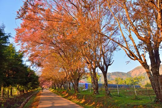 Wild Himalayan Cherry (Prunus cerasoides) in Khun Wang, Doi Inthanon, Chiangmai