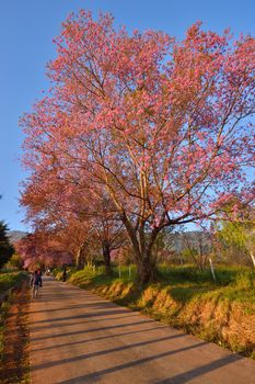 Wild Himalayan Cherry (Prunus cerasoides) in Khun Wang, Doi Inthanon, Chiangmai