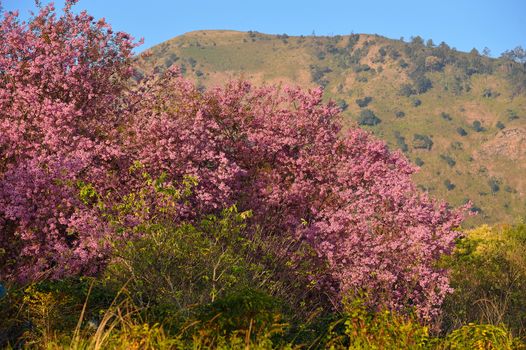 Wild Himalayan Cherry (Prunus cerasoides) in Khun Wang, Doi Inthanon, Chiangmai