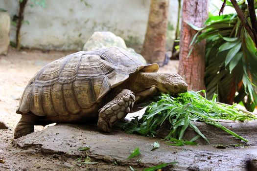 A turtle in the zoo