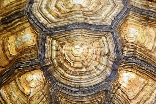 turtle carapace as background or texture
