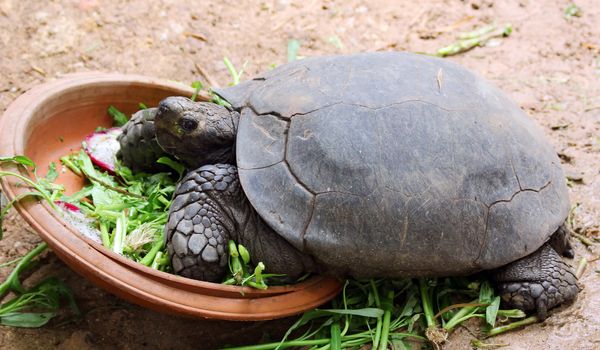 A turtle in the zoo