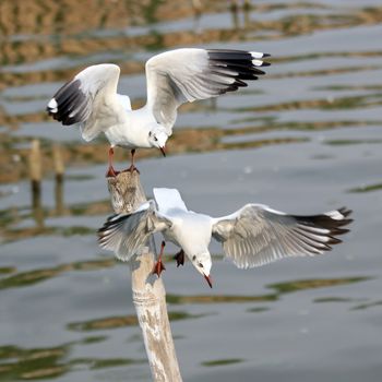 Seasonal migratory seagull along the Gulf of Thailand