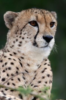Cheetah wild cat with beautiful spotted fur