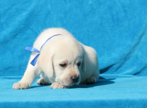 happy yellow labrador puppy laying on blue background close up