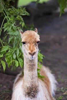 Lama, a portrait, in a clearing