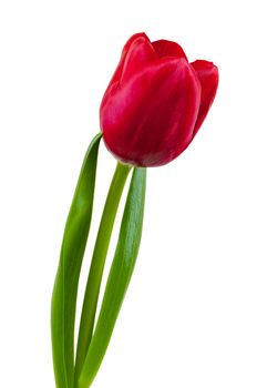 Red tulip isolated on white background with clipping path