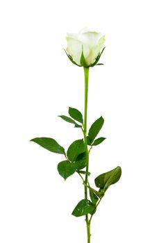 White rose flower isolated on white background with clipping path