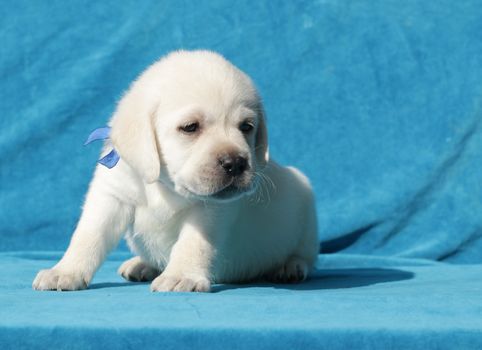 yellow labrador puppy sitting on blue background