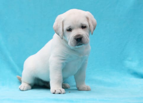 yellow labrador puppy laying on blue background