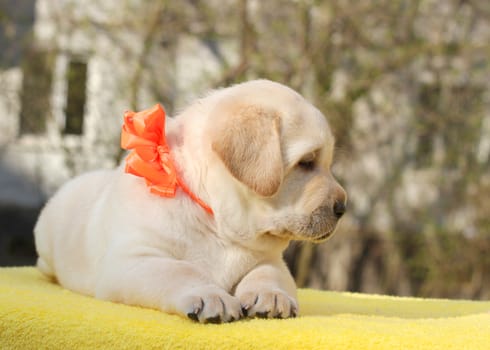 happy yellow labrador puppy on the yellow background