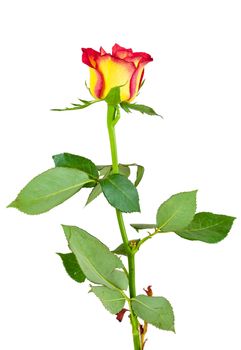 Red yellow rose flower isolated on white background