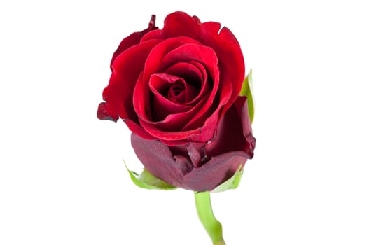 Closeup of red rose flower isolated on white background with clipping path