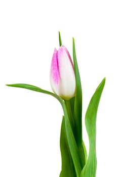 Pink white tulip isolated on white background with clipping path