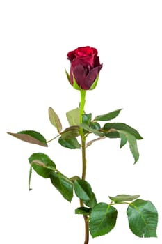 Red rose flower isolated on white background with clipping path