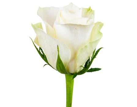 Closeup of white rose flower isolated on white background with clipping path