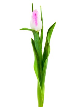 Pink white tulip isolated on white background with clipping path