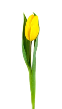 Yellow tulip isolated on white background with clipping path