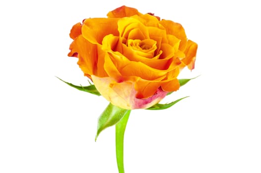 Closeup of orange rose flower isolated on white background with clipping path