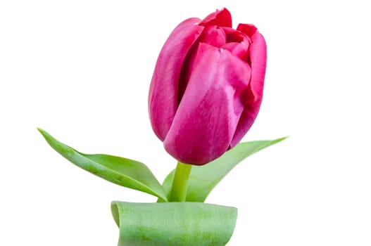 Pink tulip isolated on white background with clipping path