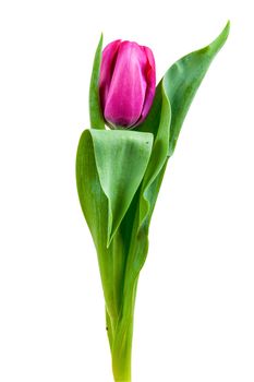 Pink tulip isolated on white background with clipping path