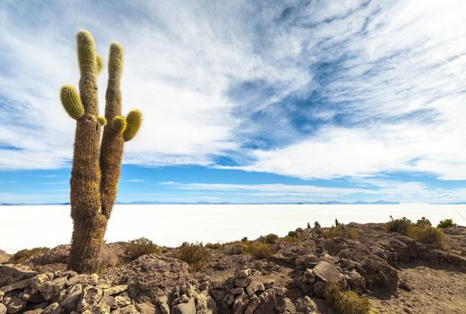 Cactus in Isla Incahuasi, Salar the Uyuni salt lake, Bolivia