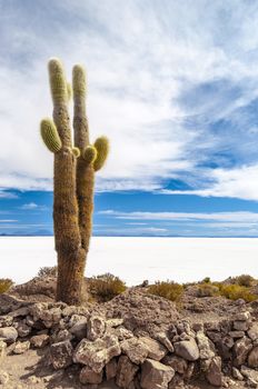 Cactus in Isla Incahuasi, Salar the Uyuni salt lake, Bolivia