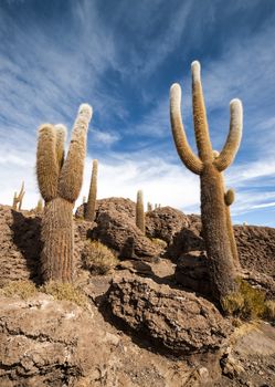 Cactus in Isla Incahuasi, Salar the Uyuni salt lake, Bolivia