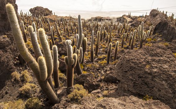 Cacti in Isla Incahuasi, Salar the Uyuni salt lake, Bolivia
