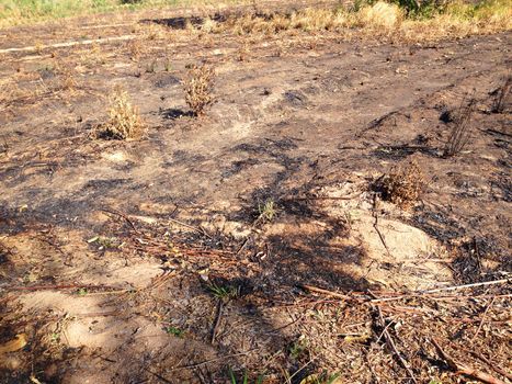 the barren field