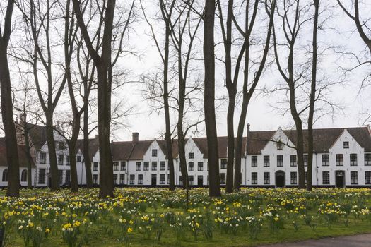 Beguinage of Bruges and daffodils in early spring 2014.