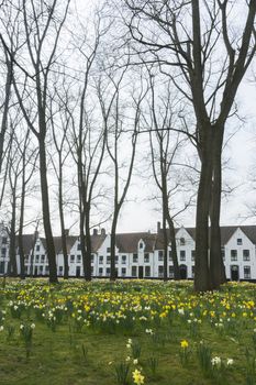 Beguinage of Bruges and daffodils in early spring 2014.