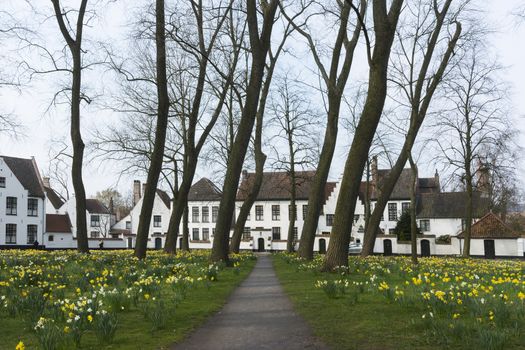 Beguinage of Bruges and daffodils in early spring 2014.