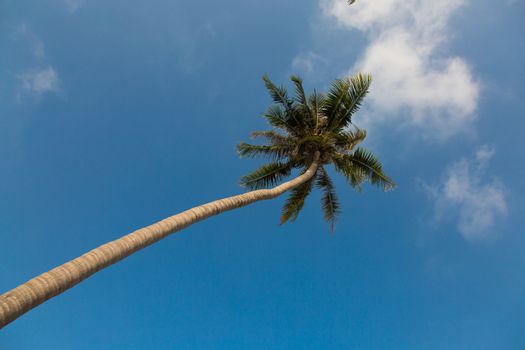 Coconut palm tree on clear blue sky background, low angle view 