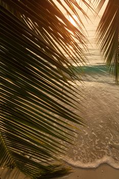 Beautiful view of a tropical beach with palm leaves silhouette on sunset 