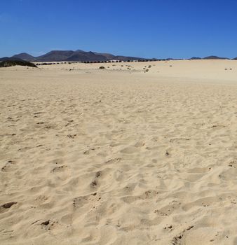 Sand dune on Sotavento beach on Jandia peninsula, Fuerteventura, Canary Islands, Spain