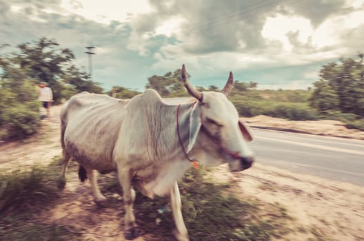 Cow in motion in the nature or in the farm