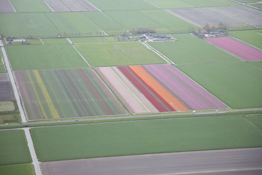 Dutch colourful flower field from above