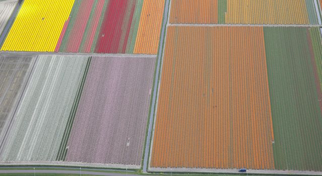 Dutch colourful flower field from above