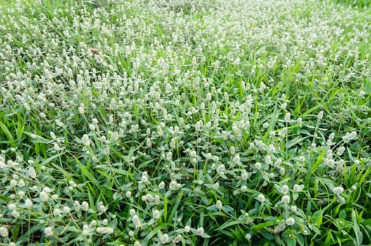 Grass bloom plant in the green nature or in the garden